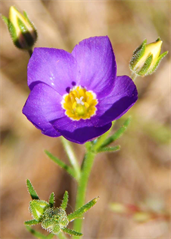 Texas Wildflowers