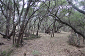 Landscape Round Rock