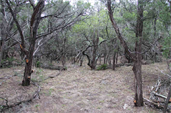 Landscape Dripping Springs